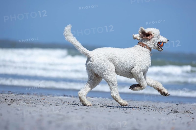 A white dog, King Poodle runs along the beach while the sea rushes in the background, Groede, Zeeland, Netherlands
