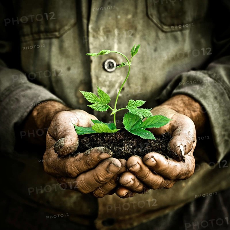 Old man hands holding a green young plant. Symbol of spring and ecology concept
