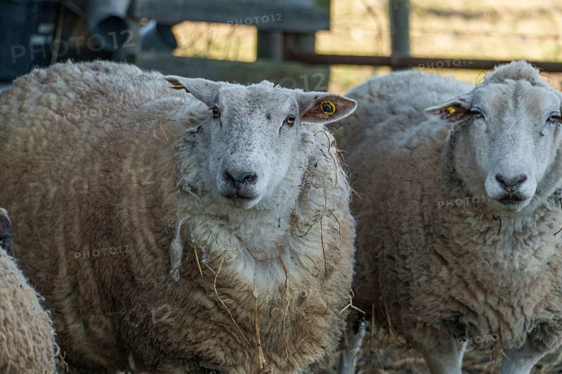 Close-up of a peacefully looking sheep in a stable, ramsdorf, münsterland, germany
