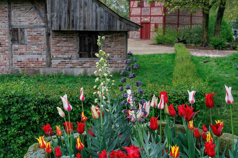 A colourful flower bed full of tulips in front of a half-timbered house, surrounded by lush greenery, vreden, münsterland, germany