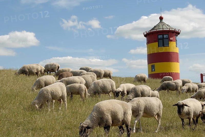 Flock of sheep on a hill with lighthouse and clear sky in the background, greetsiel, east frisia, germany
