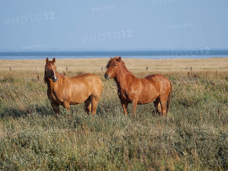 Two brown horses grazing on a wide meadow under a blue sky, juist, east frisia, germany