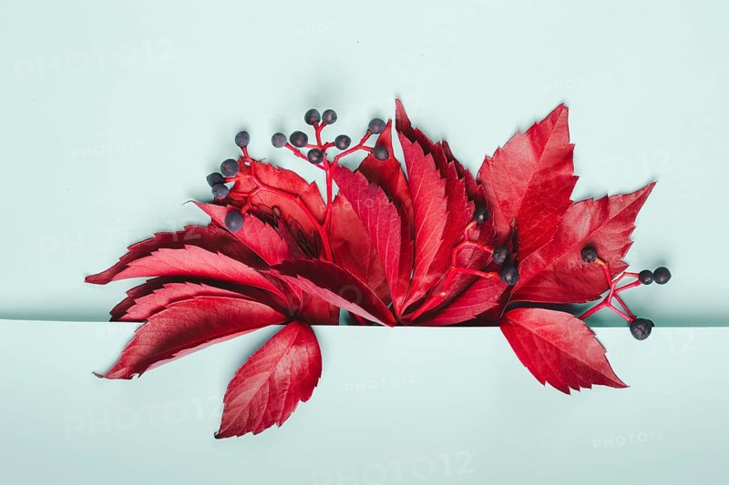 Bouquet of red leaves and blue berries of wild grapes on pastel blue background