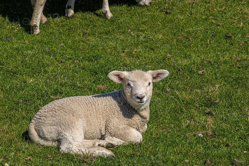 Sheep on the dyke, Beltringharder Koog, North Frisia, Schleswig Holstein, Germany