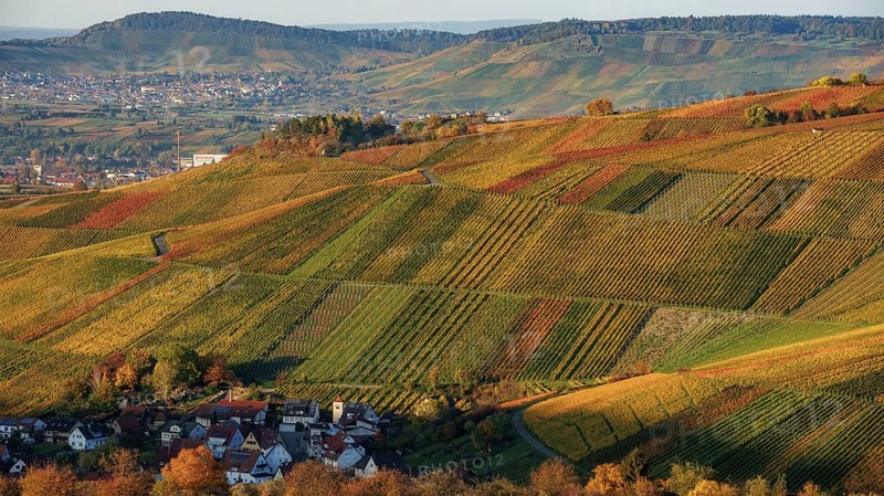 Vineyards in Schnait Weinstadt near Stuttgart in autumn at sunset with vibrant colors