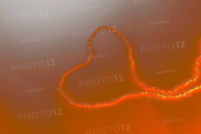 Pearl necklace is placed on white background