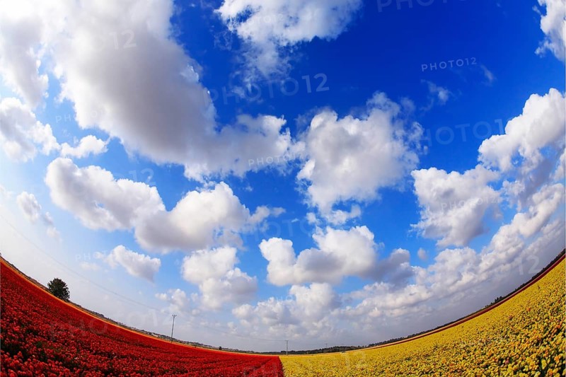 Cloudy spring morning on bicoloured red - yellow flower field