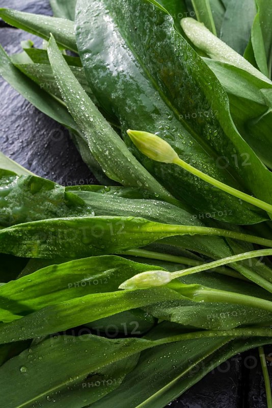 Wild garlic