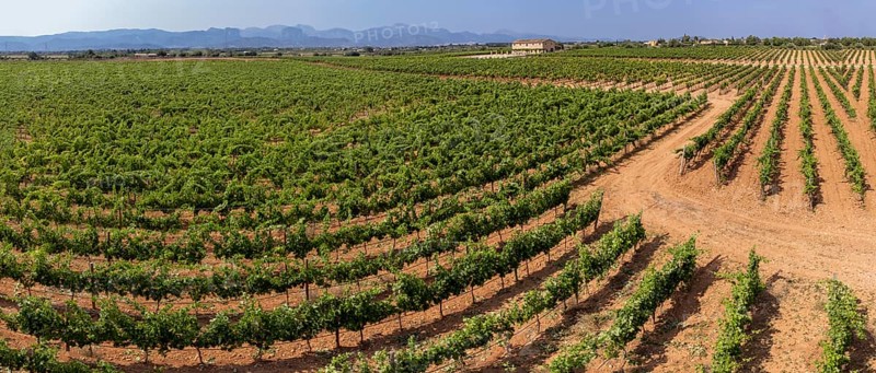 Son Llompart vineyards by Macia Batle, Santa Eugenia, Majorca, Balearic Islands, Spain