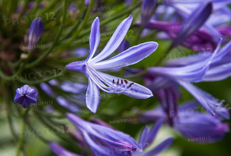 The photo shows a blue jewellery lily
