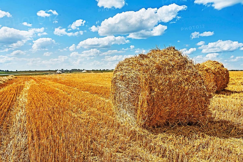 Bales of straw on filed after harvesting