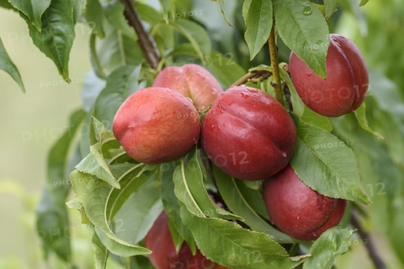 Nectarine (Prunus persica SUPER CRIMSON), Baum- und Rebschule Schreiber KG, Poysdorf, Lower Austria, Austria