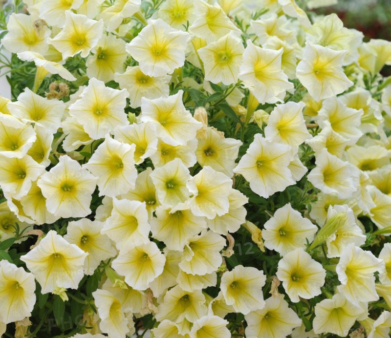 Petunia (Petunia HAPPYTOONIA Yellow)