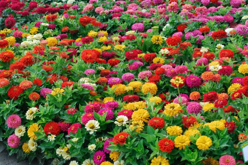 Zinnia elegans 'Dreamland Mix'