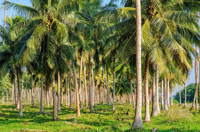 Coconut palm tree plantation, Espiritu Santo, Vanuatu
