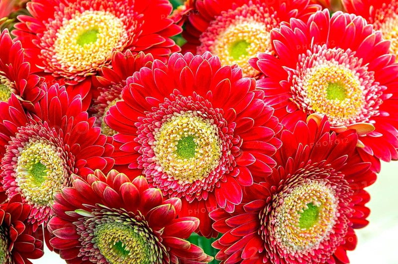 Bouquet of beautiful bright red gerberas