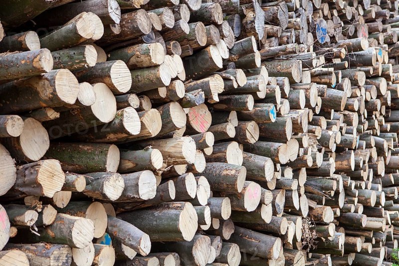 Pile of beech wood, Germany
