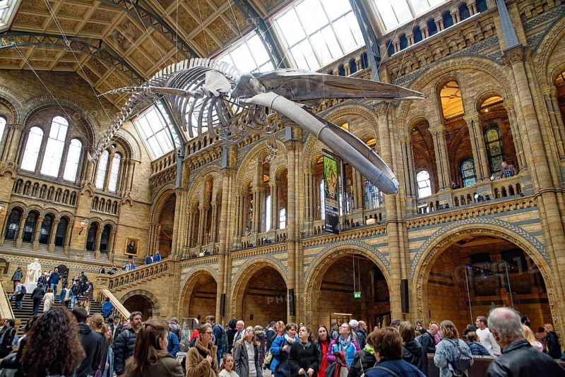 The interior of Natural History Museum with whale skeleton, London, United Kingdom