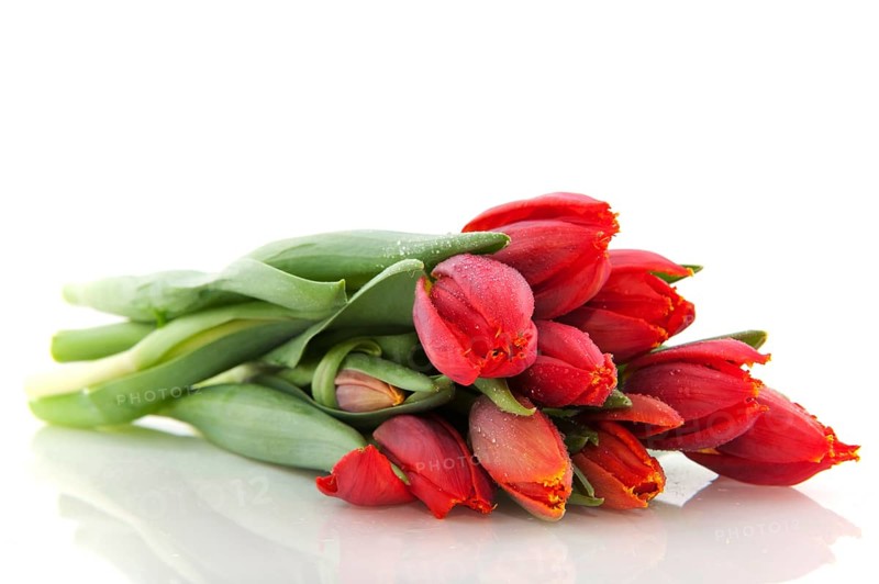 Bouquet of red tulips isolated over white