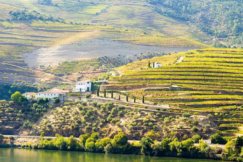 Douro Valley and Douro River on Sunny Day. Green Hills with Vineyards, Farms and Terraces. Portugal. Grape Harvest Season