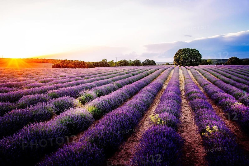 Lavender fields. Summer sunset landscape in Brihuega, Guadalajara