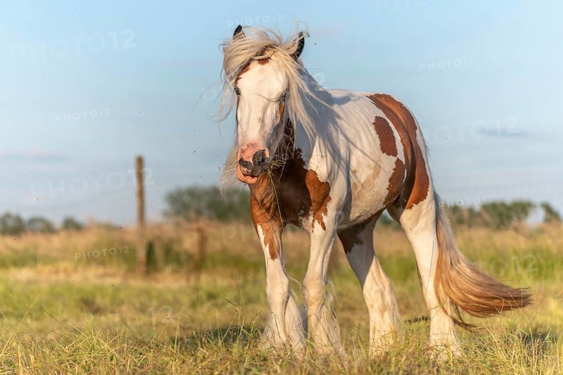 Irish cob horse hampered by flies in a pasture. Alsace, France