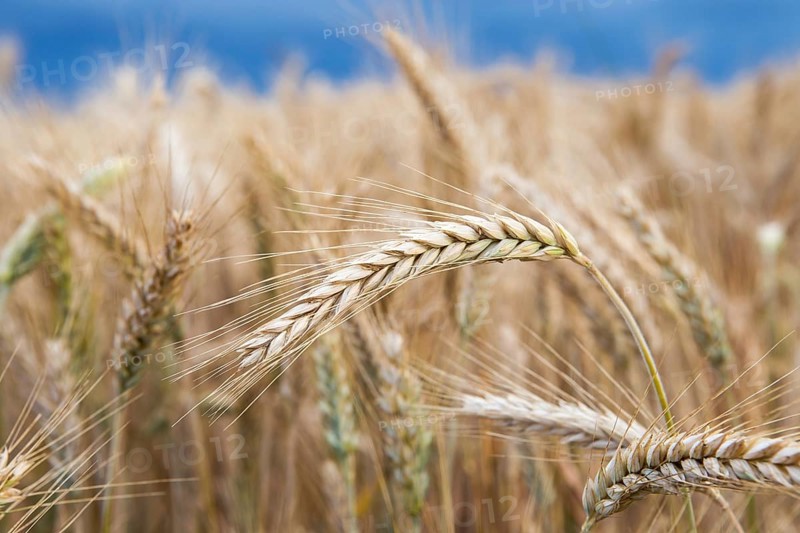 Gold wheat field before the storm