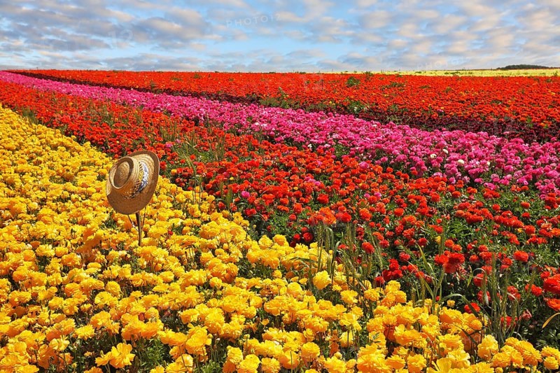 Fashionable ladies' straw hat left on the field of flowers. Field belongs to the farm-growing buttercups for export