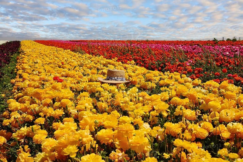 Fashionable ladies' straw hat left on the field of flowers. Field belongs to the farm-growing buttercups for export