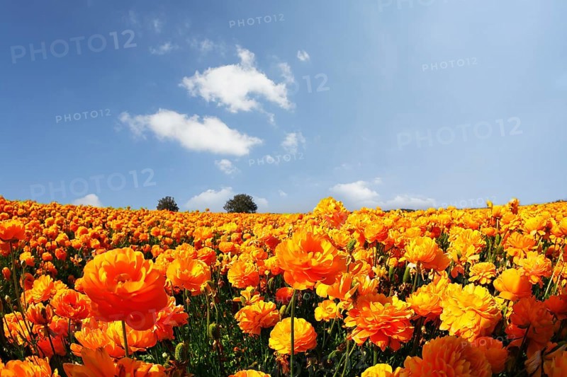 Magnificent field of orange buttercups on a sunset