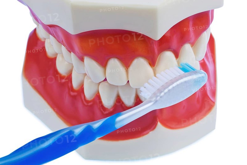A dental model with a toothbrush while brushing teeth. Brushing your teeth prevents tooth decay. Austria