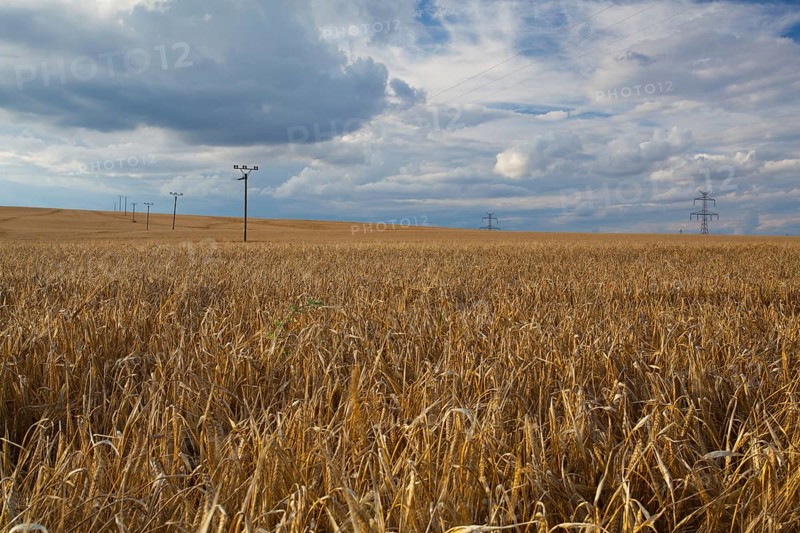 A wheat field almost ready for harvest at sunset