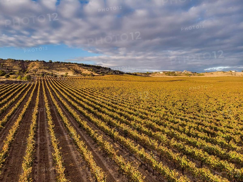 Field of vines, Aranda de Duero, Burgos province, Spain