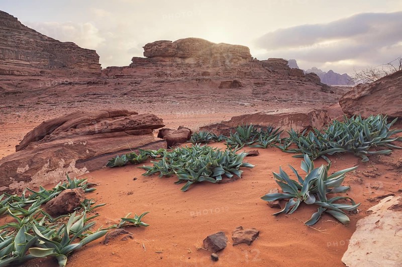 Felsige Formationen in der Wüste Wadi Rum, bewölkter Himmel über rotem Staub und Felsen, Seequillpflanzen Drimia Maritima im Vordergrund