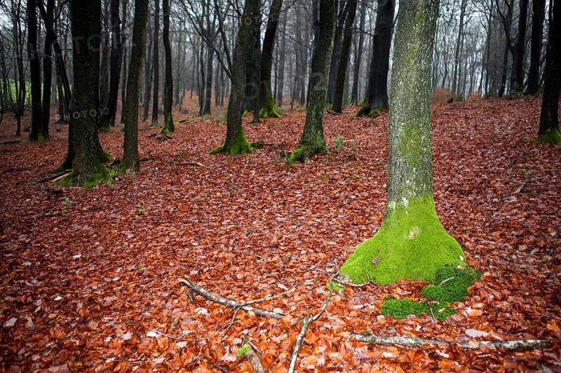Traumatic forest
