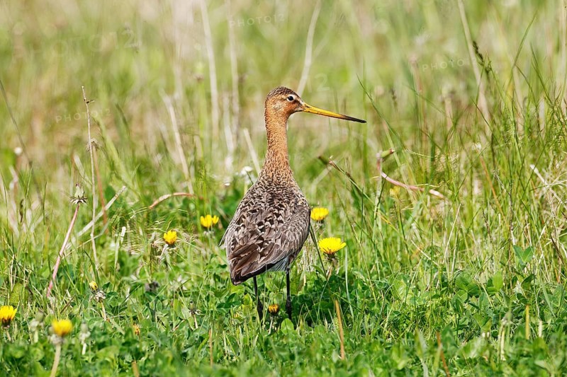 A black-tailed Godwit in the graß, Peninsula Nordstrand, Germany