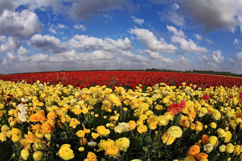 Magnificent spring field of blossoming brightly yellow and red buttercups