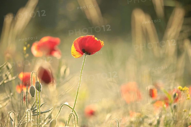 A single poppy in a rape field on a foggy spring morning