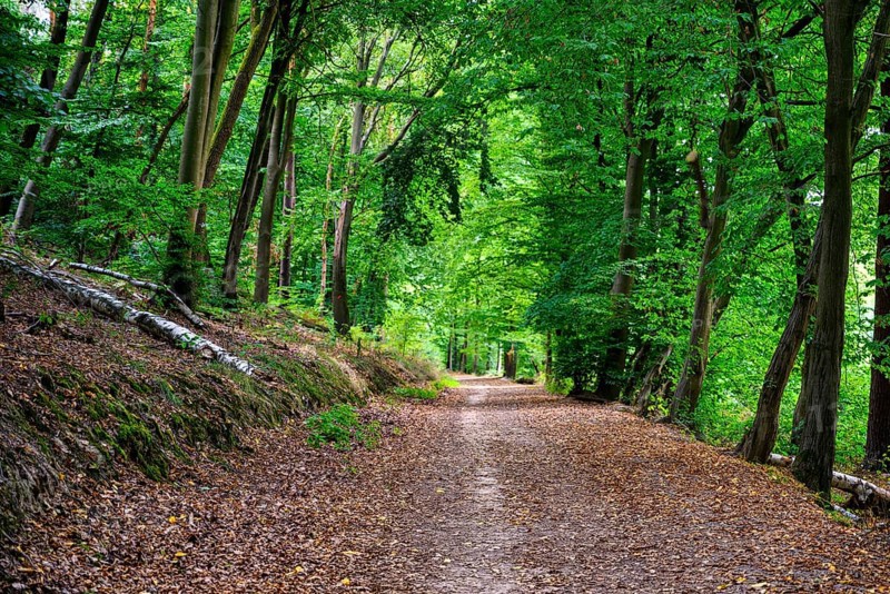 A view of the hiking trail in the Hohe Schrecke forest in summer