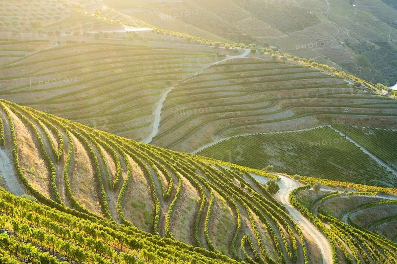 Green Douro Valley at Sunset. Golden Hour. Vineyards and Terraces. Portugal. Grape Harvest Season