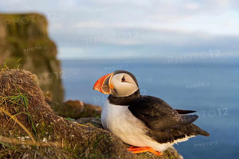 Puffin, Atlantic Puffin, (Fratercula arctica), animals, birds, alcid family, sits, rocks, Atlantic coast, Hvallátur, Vestfirðir, Iceland