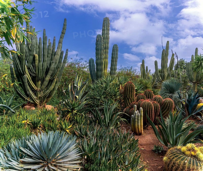 Marrakesh, Morocco, 24 March, 2024: cactus and succulents of different types in the scenic Anima Garden in Marrakesh