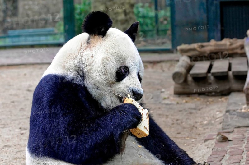 Giant Panda, ailuropoda melanoleuca, A sitting panda in the zoo eating a piece of bread. Relaxed and quiet moment, Berlin, Germany