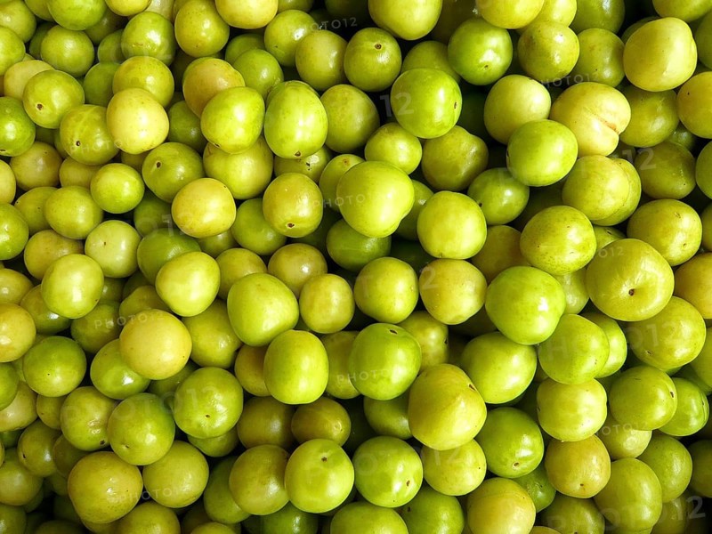 Closeup of many fresh green plums filling the entire picture