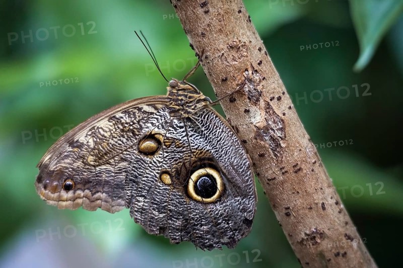Owl Butterfly (caligo memnon)
