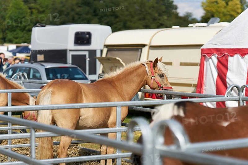 Horse for sale at the annual horse market in Havelberg in Germany