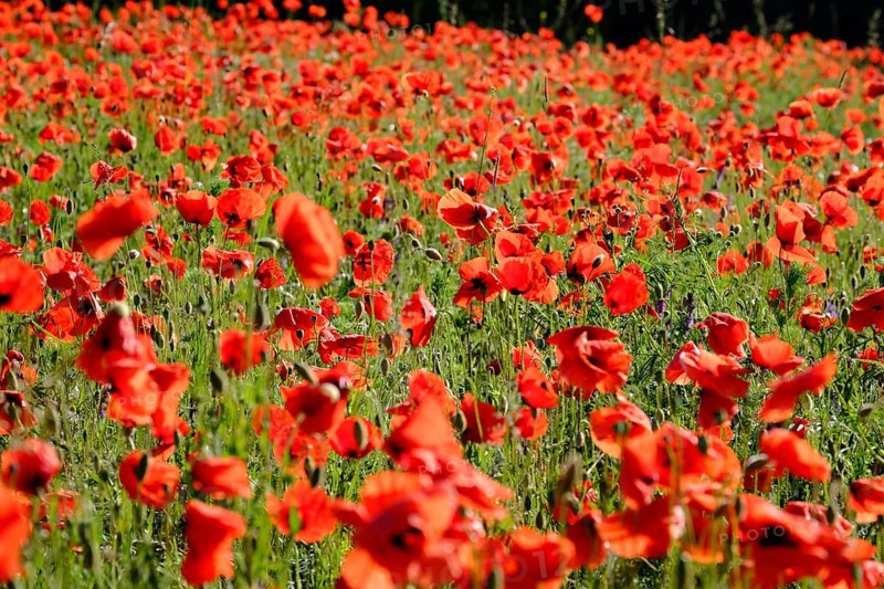 Poppy, poppy seed, papaver