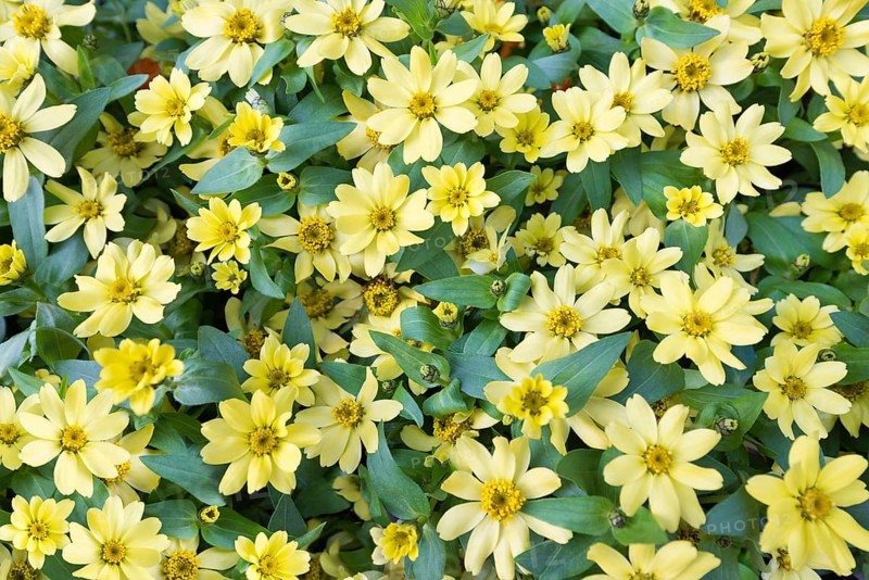 A lot of yellow flowers - daisies on grassland