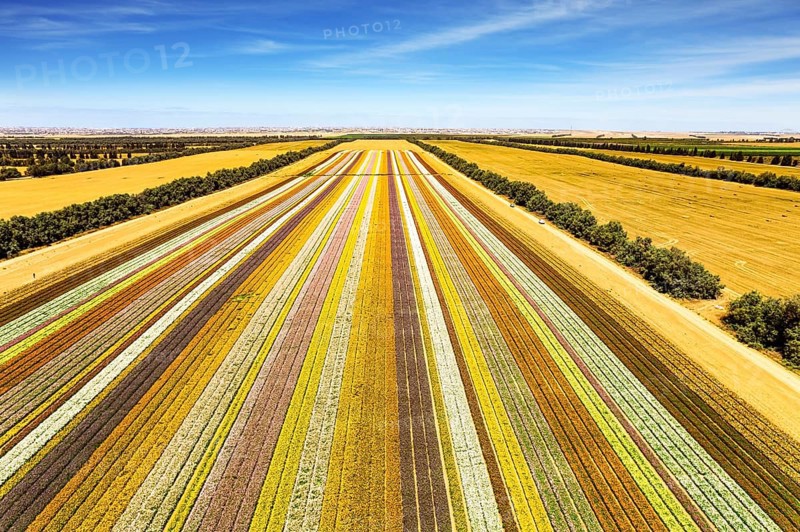 Spectacular photos taken by drone. Magnificent flower field. Southern Israel on the border with the Gaza Strip. Large garden buttercups bloomed on the kibbutz field. Warm April day