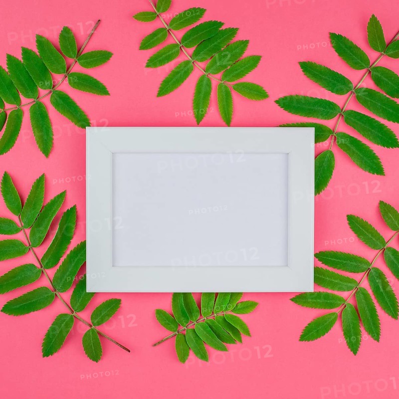 Creative flat lay top view white frame mock up with fresh green rowan tree leaves on bright pink square background with copy space in minimal duotone pop art style, template for text